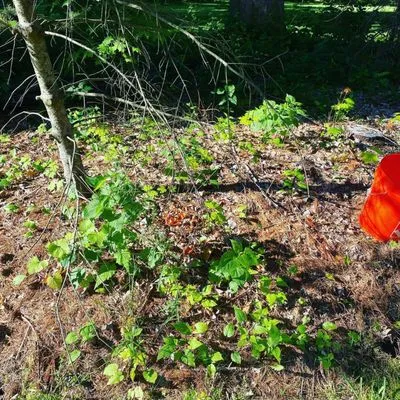 Dridi Landscaping Logo