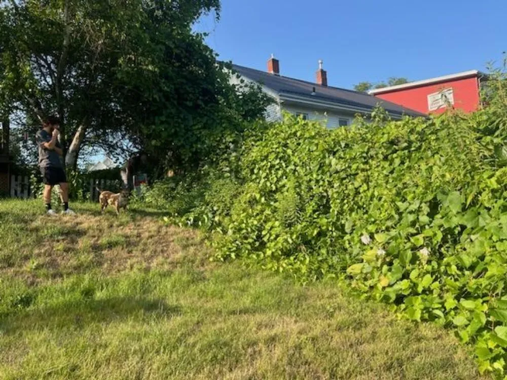 Expert yard cleanup service in Dubuque, IA by Driftless Property Maintenance