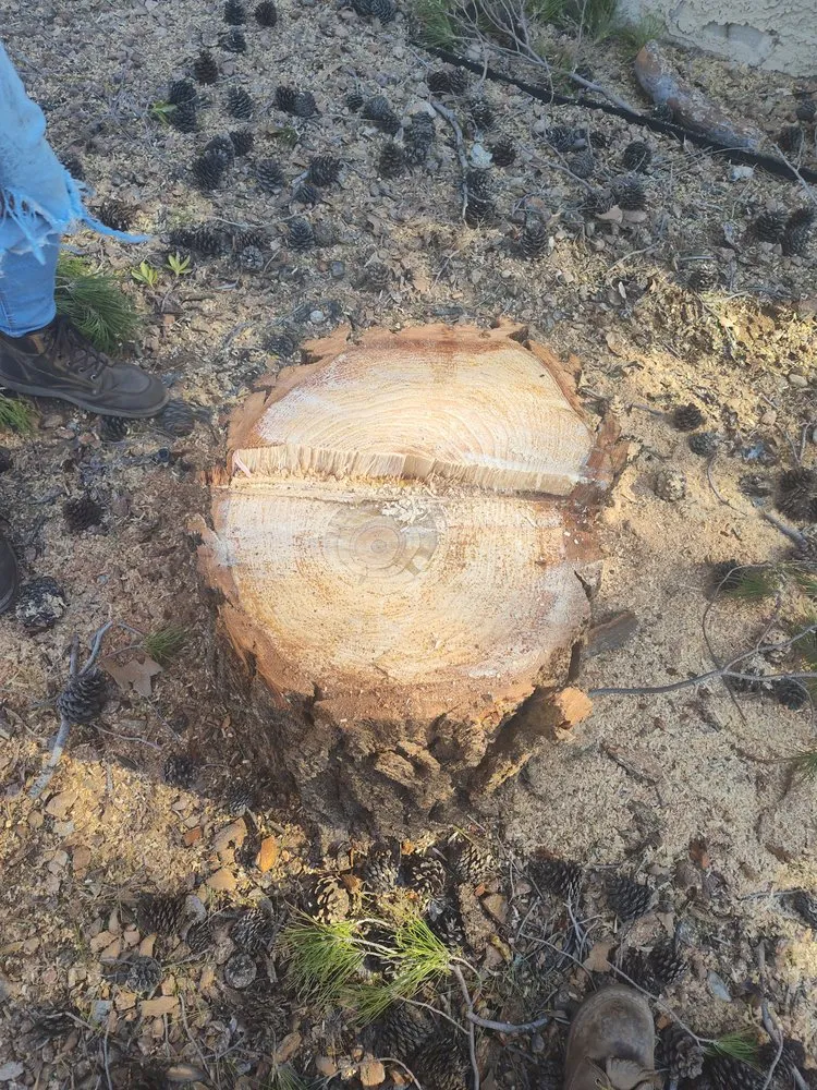 Reliable lawn care service in Las Vegas, NV - Driftwood Landscape and Tree service