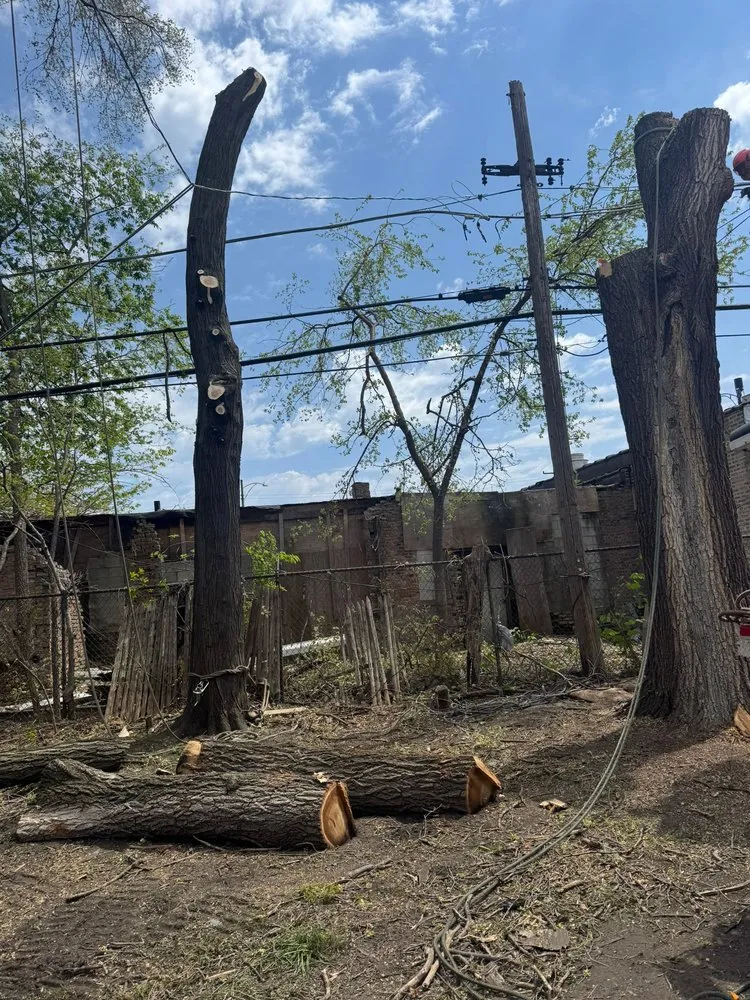 Trusted outdoor landscaping in Las Vegas, NV by Driftwood Landscape and Tree service