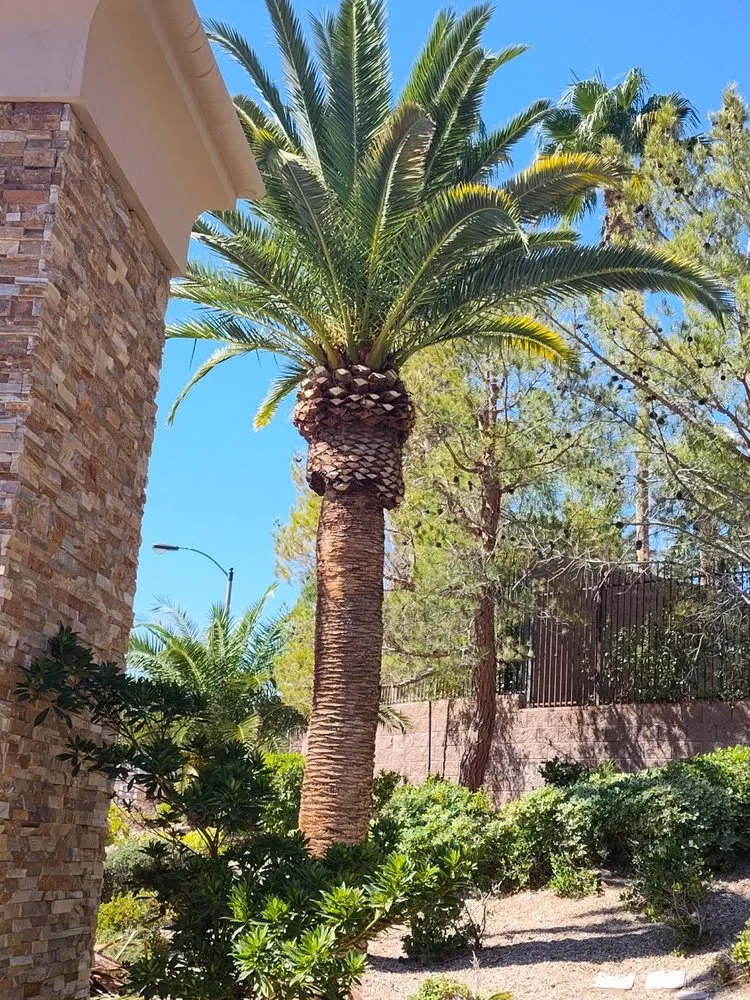 Reliable outdoor landscaping for year-round maintenance across Las Vegas, NV - Driftwood Landscape and Tree service