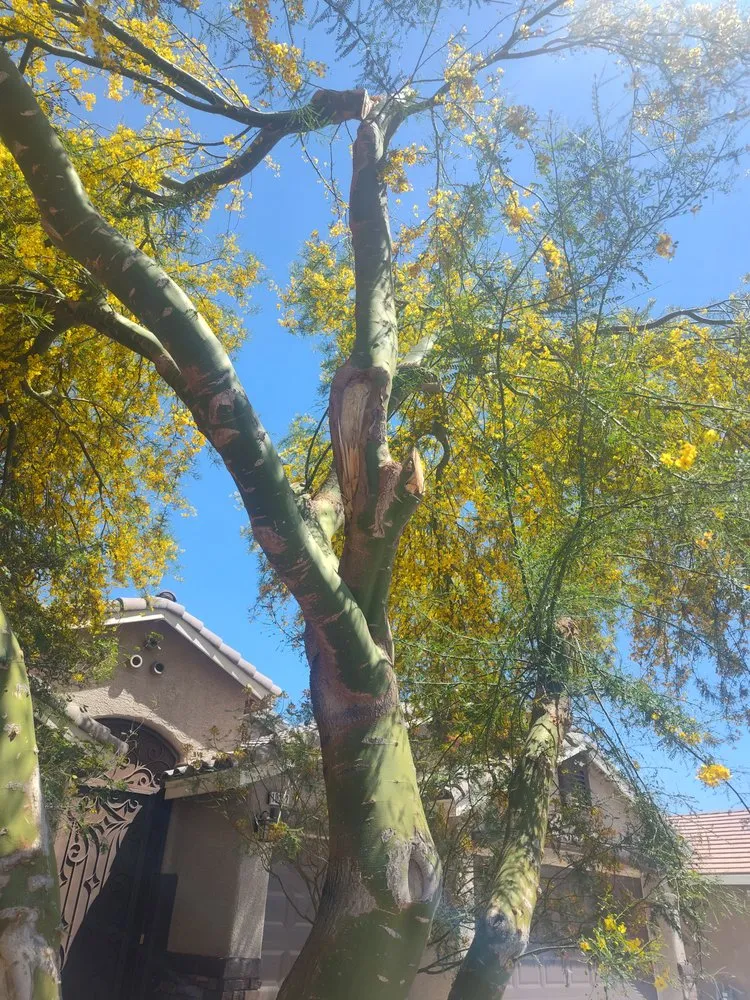 Professional yard maintenance experts serving Las Vegas, NV - Driftwood Landscape and Tree service