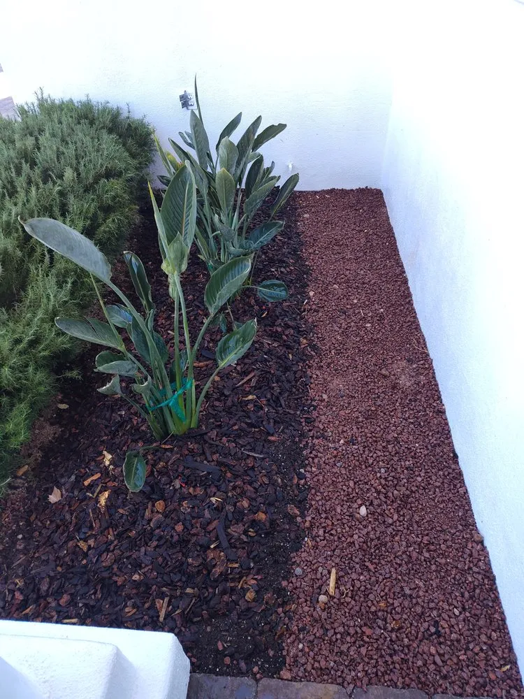 Local lawn mowing service in Las Vegas, NV by Driftwood Landscape and Tree service