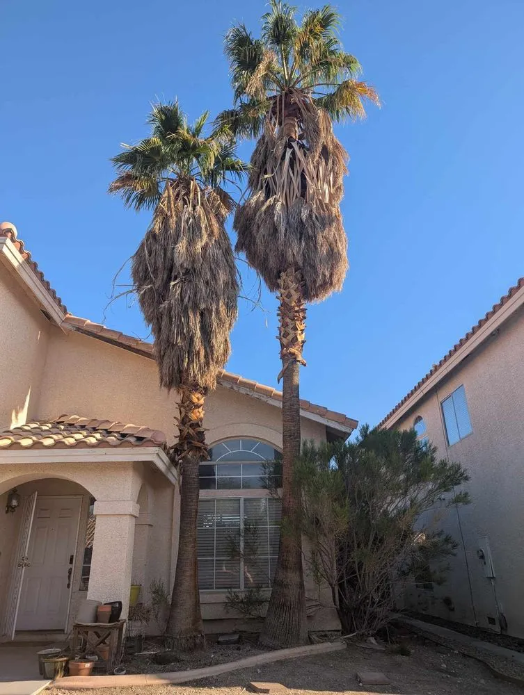 Reliable outdoor landscaping in Las Vegas, NV by Driftwood Landscape and Tree service