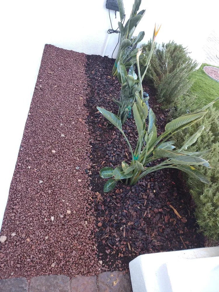 Reliable yard cleanup service for residential properties in Las Vegas, NV by Driftwood Landscape and Tree service