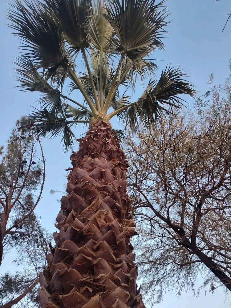 Trusted residential landscaping for outdoor upgrades in Las Vegas, NV by Driftwood Landscape and Tree service