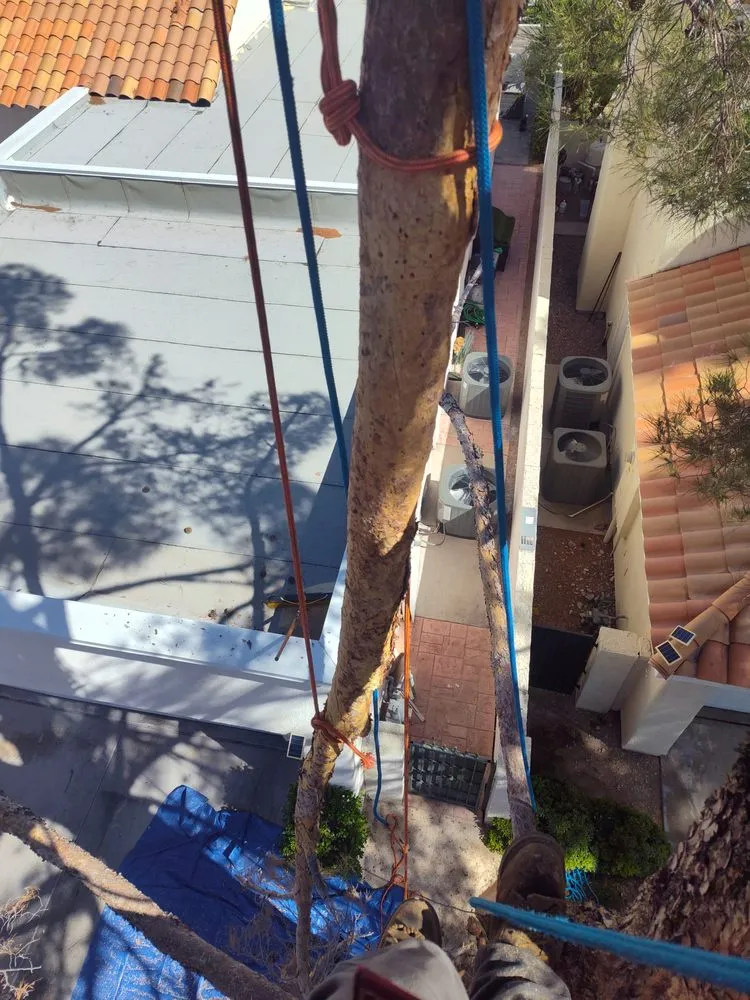 Local landscape design in Las Vegas, NV by Driftwood Landscape and Tree service