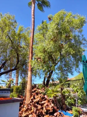 Driftwood Landscape and Tree service Logo