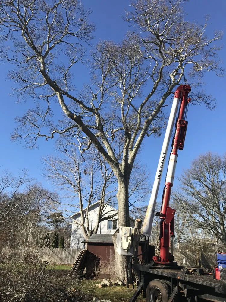 Reliable lawn care service experts serving Vineyard Haven, MA - Driftwood Tree & Land services
