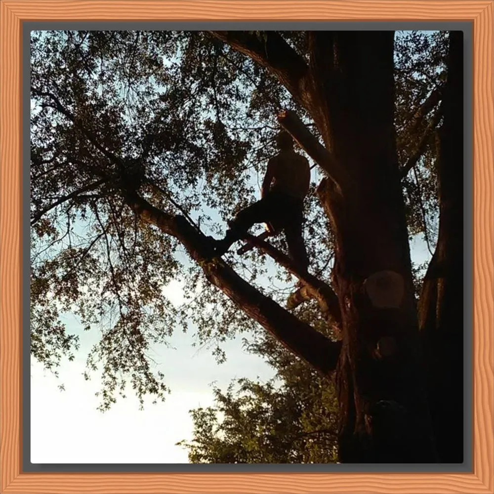 Local landscape installation experts serving Statham, GA - Driggers Tree Surgeons