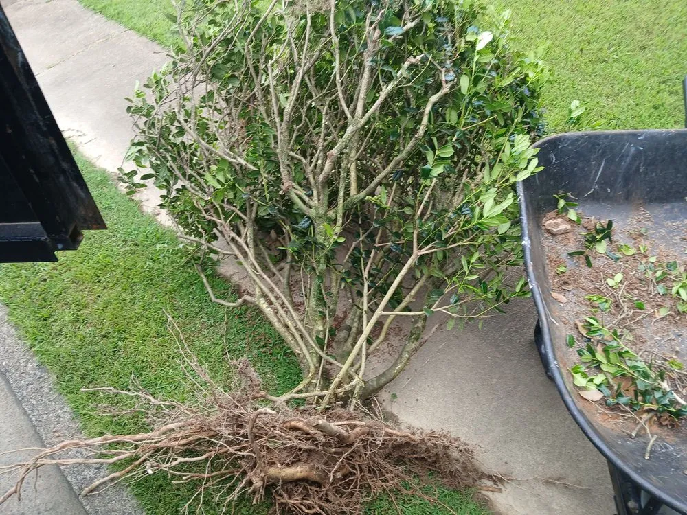 Professional lawn care service with custom design across Statham, GA - Driggers Tree Surgeons