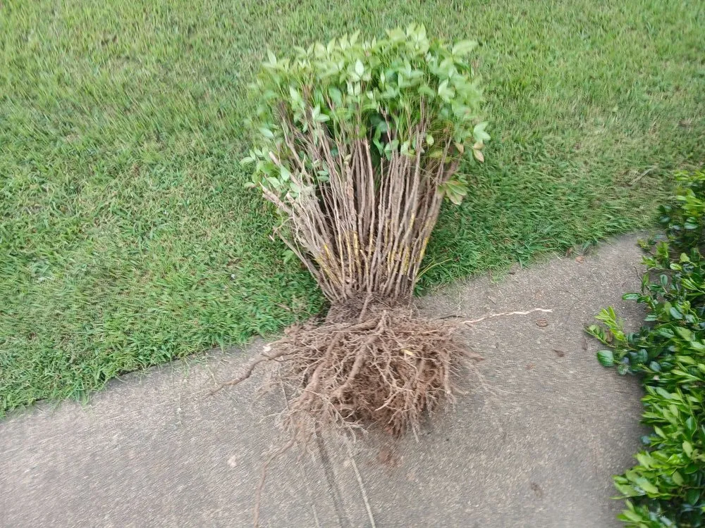 Reliable outdoor landscaping experts serving Statham, GA - Driggers Tree Surgeons