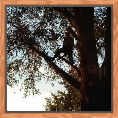 Driggers Tree Surgeons