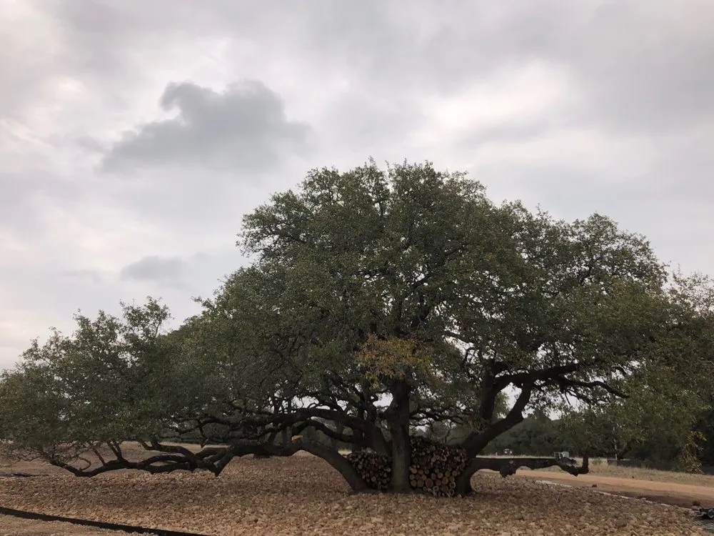 Custom landscape design in Dripping Springs, TX by Drip Landscape and Tree Service