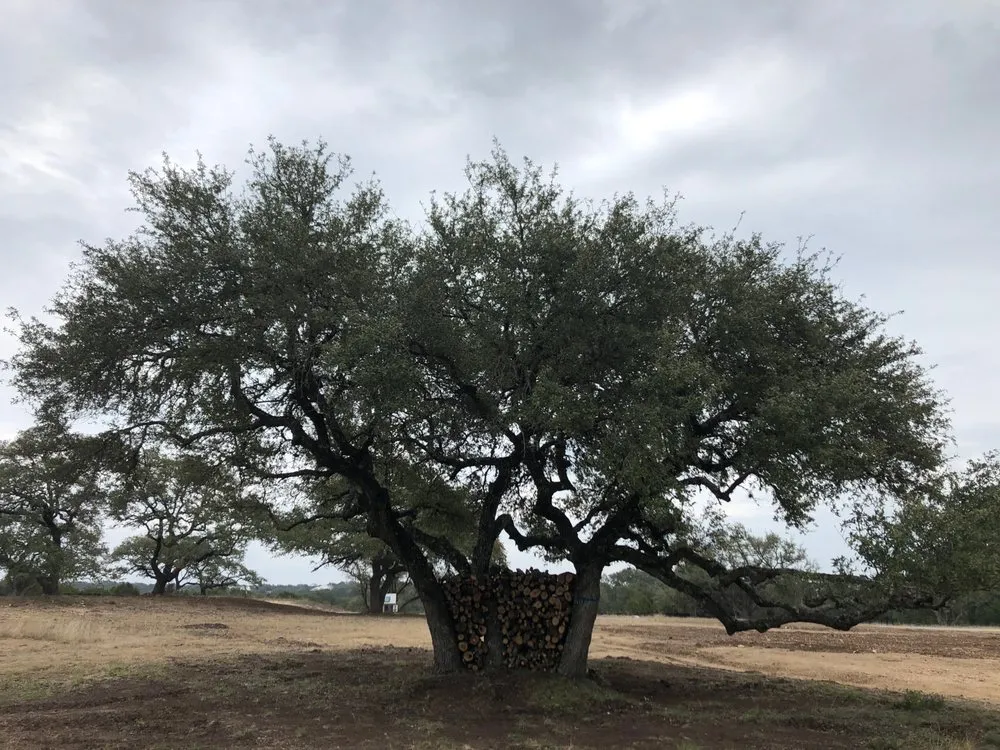 Expert garden landscaping in Dripping Springs, TX - Drip Landscape and Tree Service