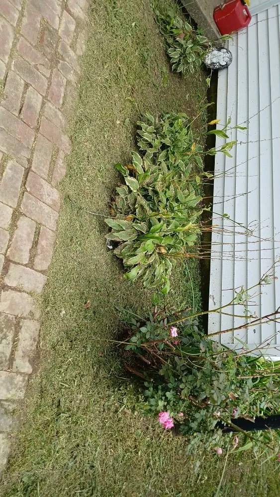 Professional yard maintenance experts serving Greenville, KY - Drippin Diamond Lanwcare and Land Services