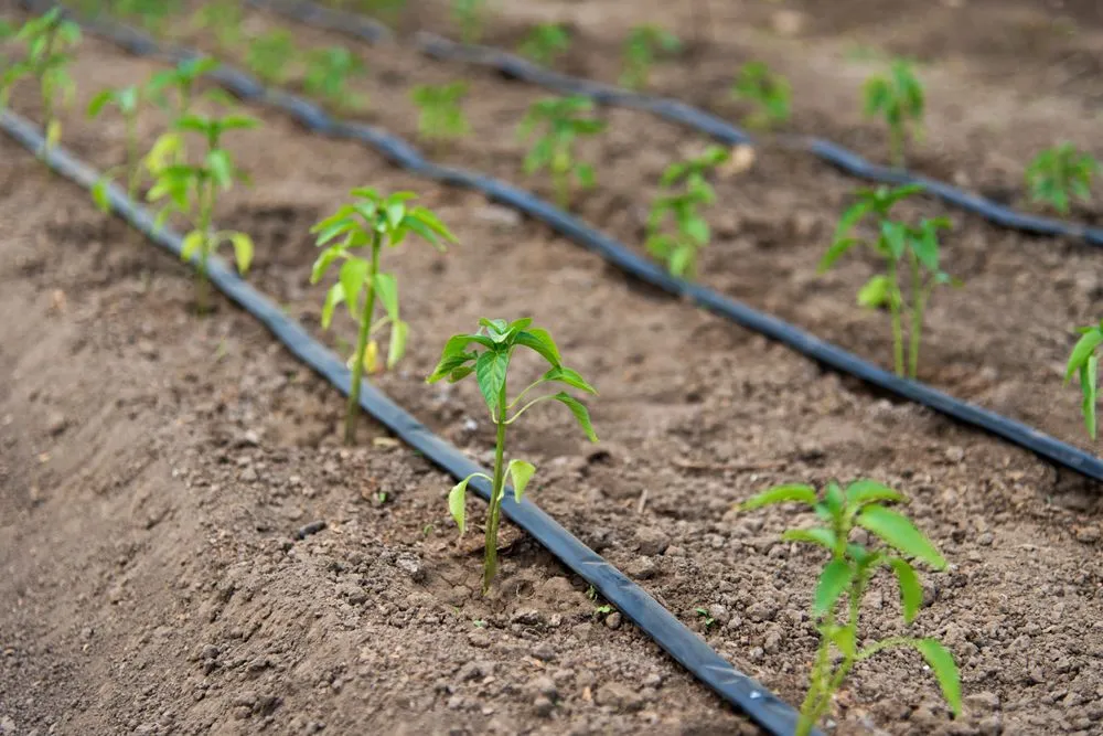 Custom landscape installation for year-round maintenance across Willits, CA - Dripworks