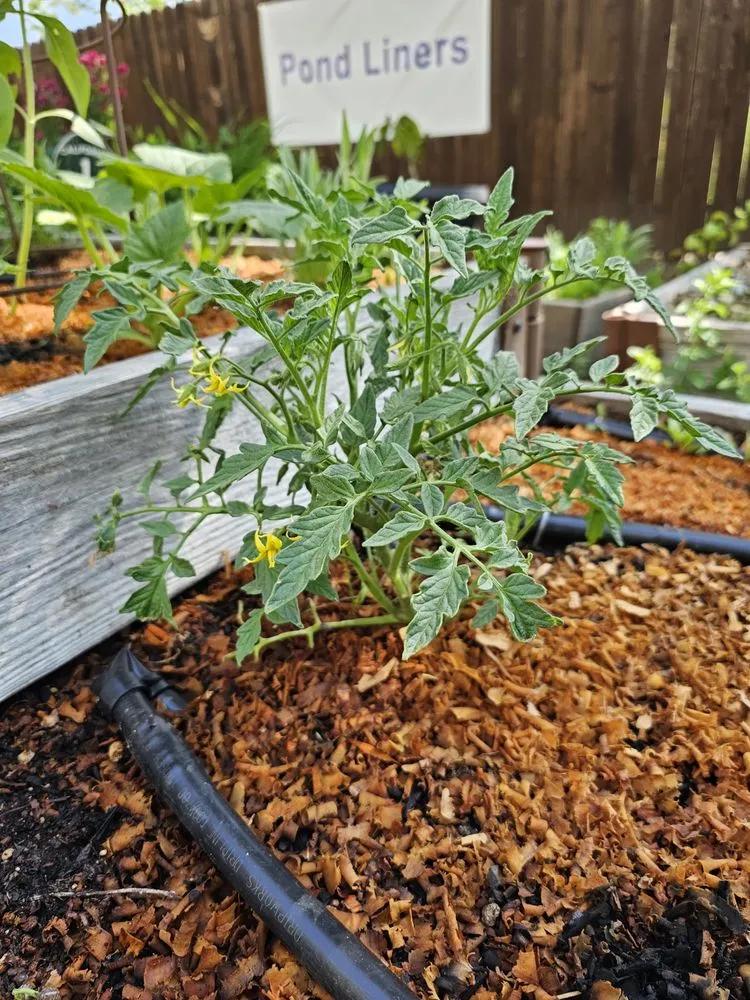 Custom yard maintenance in Willits, CA by Dripworks