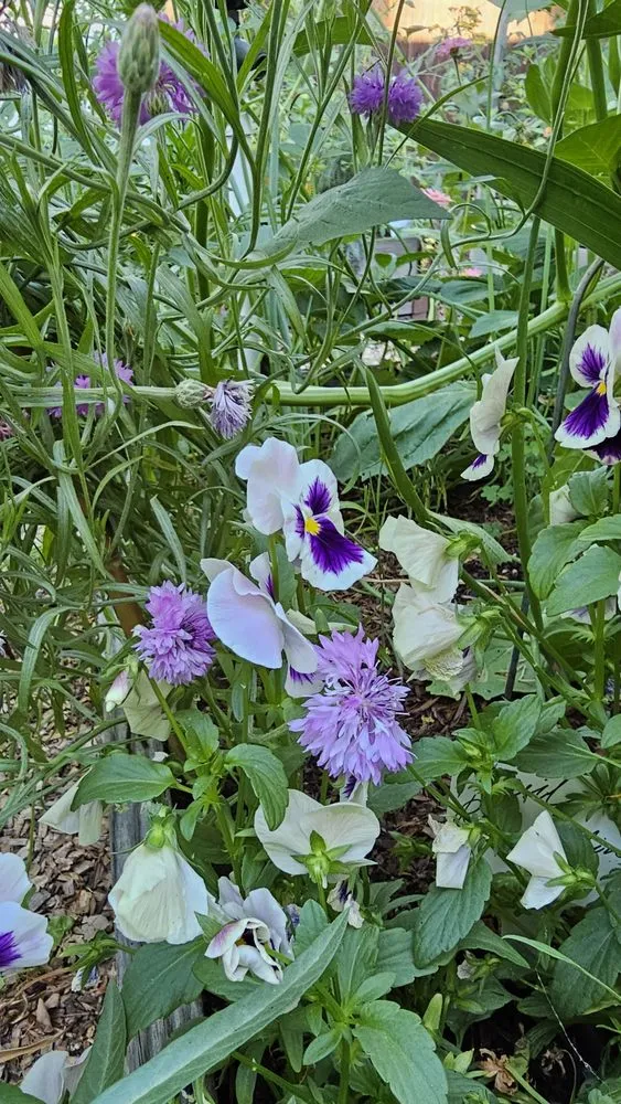 Custom lawn care service in Willits, CA by Dripworks