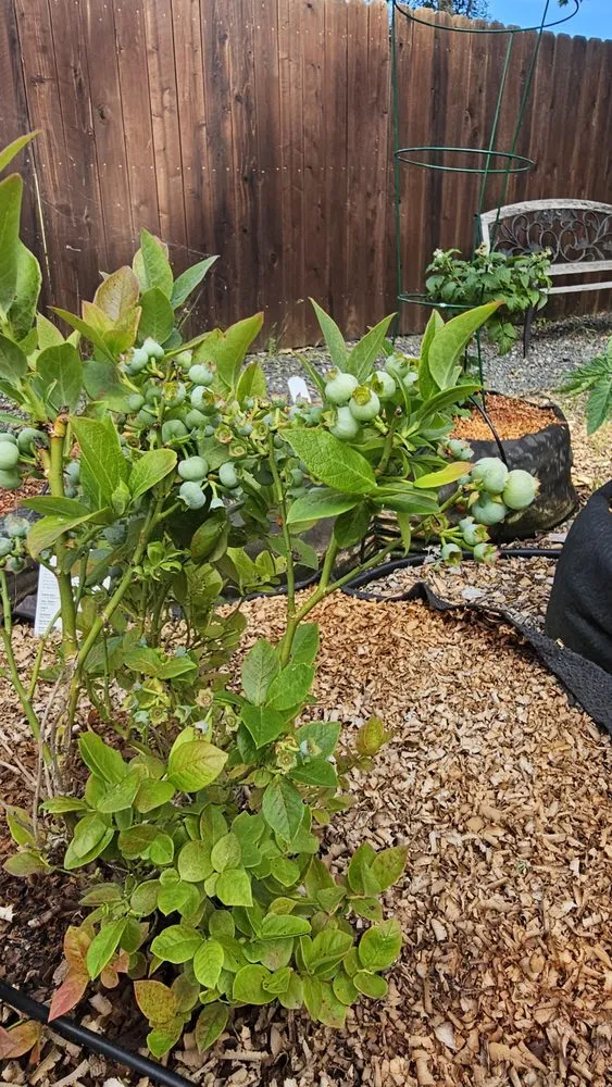 Professional landscape design experts serving Willits, CA - Dripworks