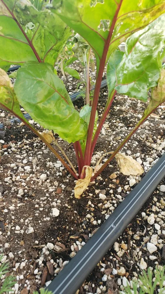 Affordable lawn mowing service in Willits, CA - Dripworks