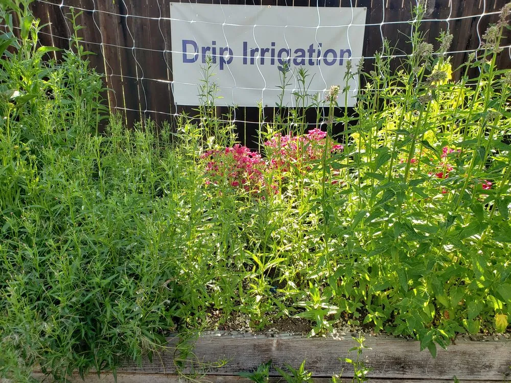 Affordable landscape design with custom design in Willits, CA by Dripworks