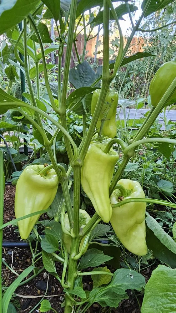 Trusted outdoor landscaping for outdoor upgrades in Willits, CA by Dripworks