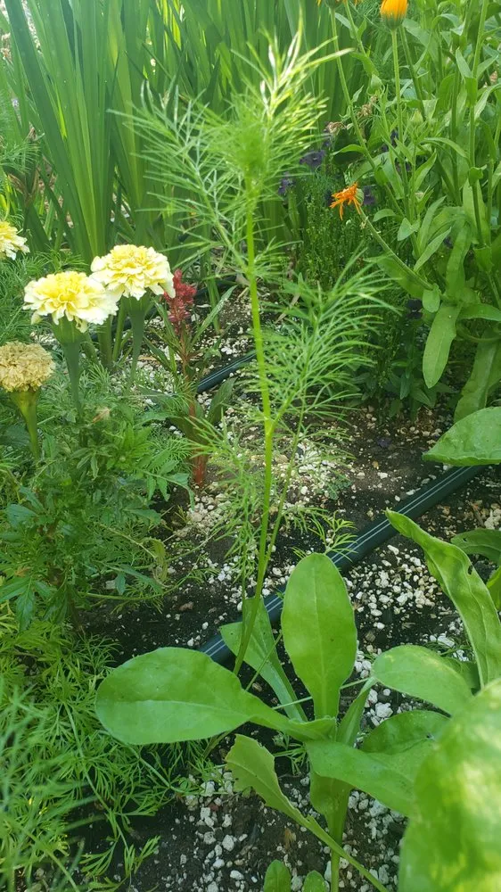 Expert yard cleanup service in Willits, CA by Dripworks