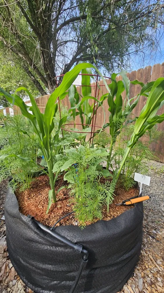 Top-rated lawn care service in Willits, CA by Dripworks