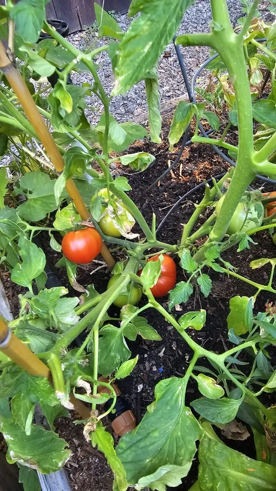 Custom yard maintenance experts serving Willits, CA - Dripworks