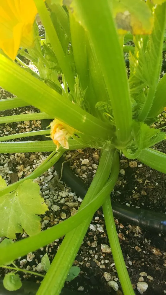 Top-rated lawn care service for beautiful yards across Willits, CA - Dripworks