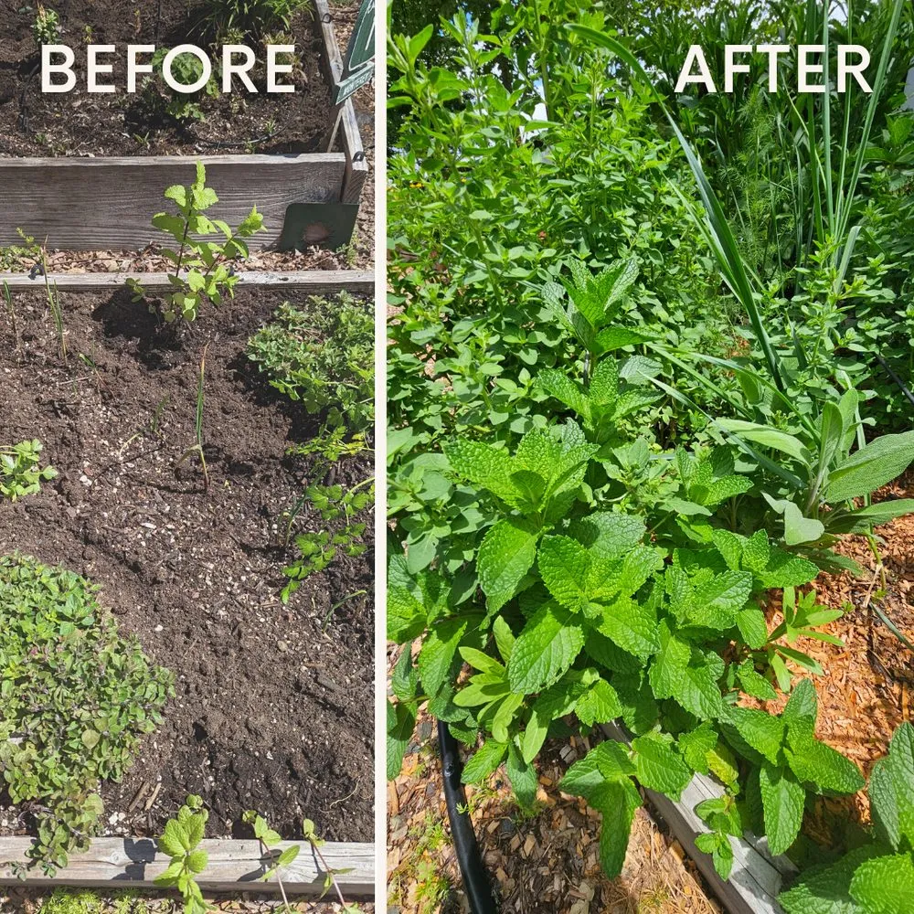 Expert garden landscaping for homes in Willits, CA by Dripworks