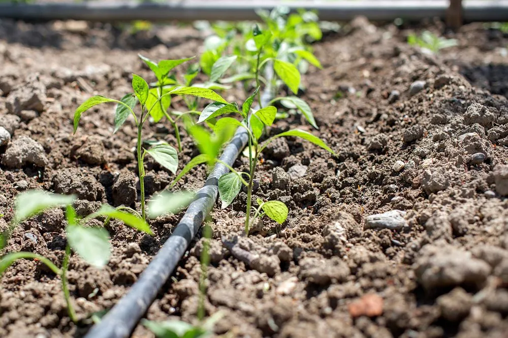 Trusted landscape design in Willits, CA - Dripworks