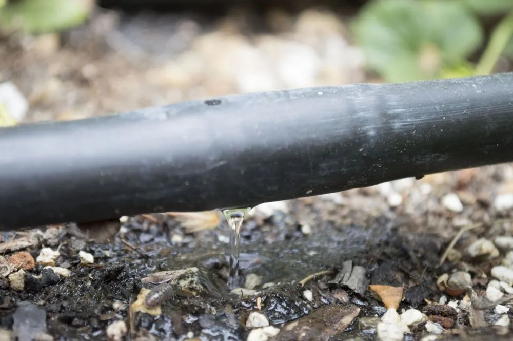 Reliable landscaping services experts serving Willits, CA - Dripworks