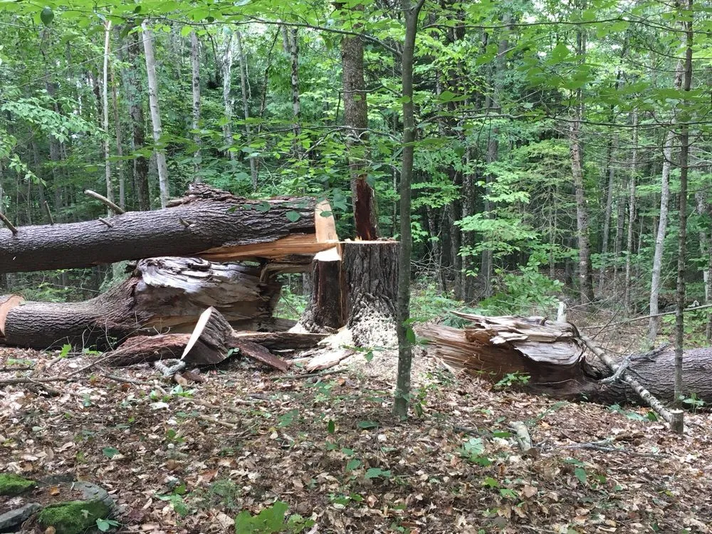 Top-rated residential landscaping near you across Brunswick, ME - Driscoll Tree Service