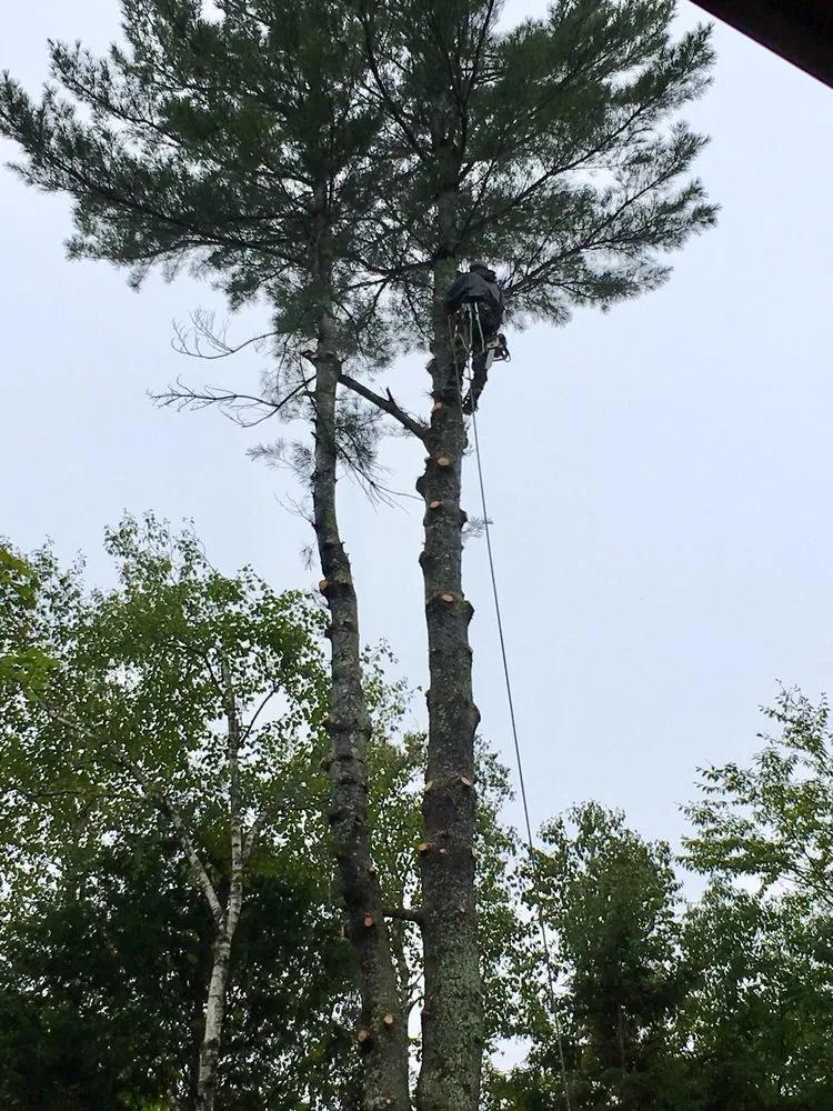 Local landscape design for year-round maintenance in Brunswick, ME by Driscoll Tree Service