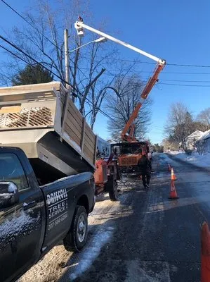 Driscoll Tree Service