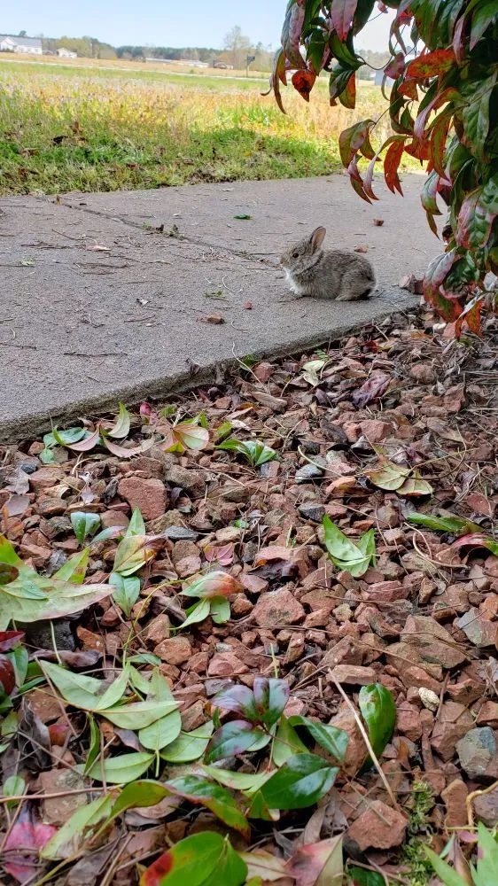 Affordable lawn care service in Clayton, NC by Driver's Landscaping