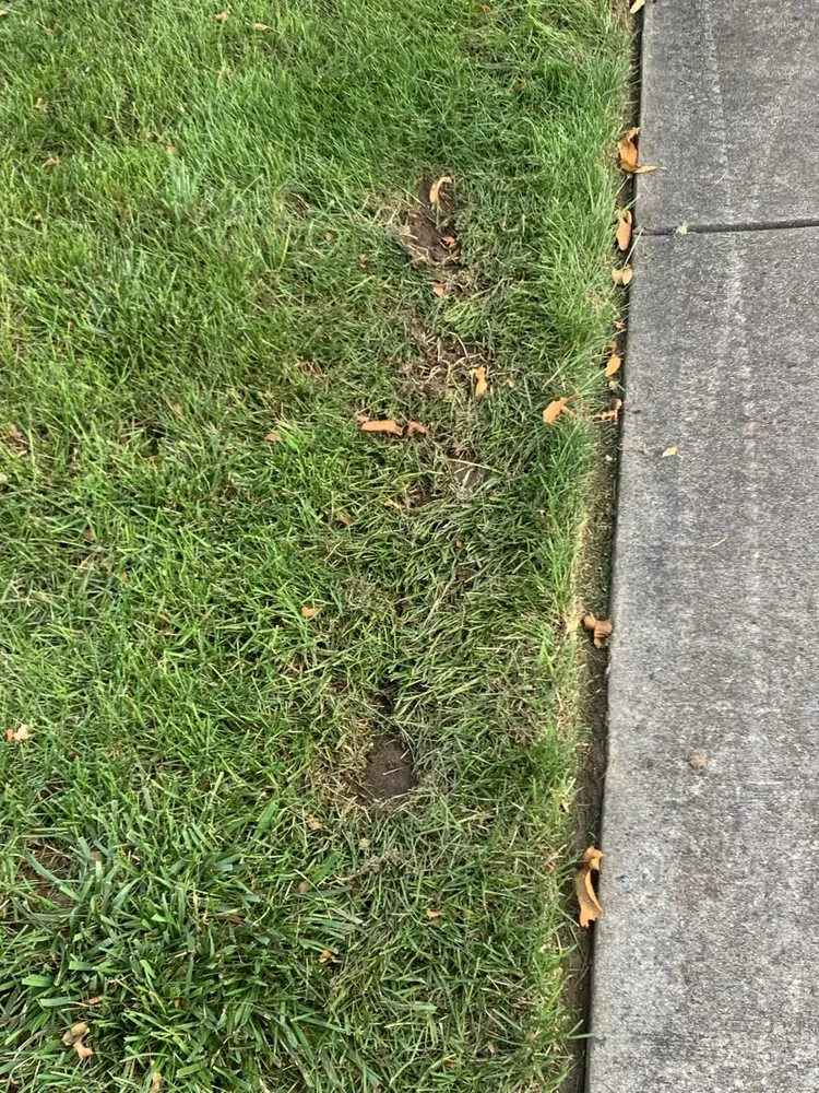 Local yard cleanup service in Harrisburg, PA - DRJ Landscaping