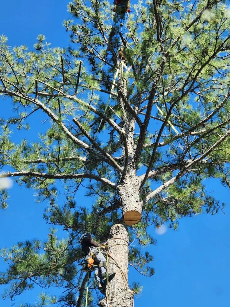 Professional landscape design in Hubert, NC - Drop Zone Tree Service and Landscaping