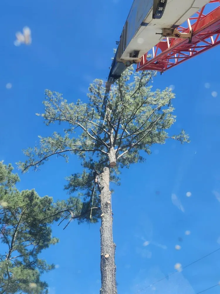 Reliable lawn care service in Hubert, NC by Drop Zone Tree Service and Landscaping