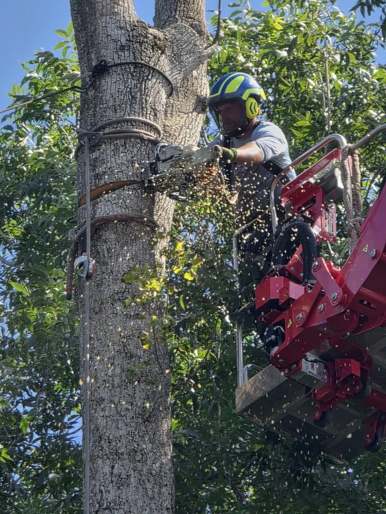 Professional lawn care service for year-round maintenance across Hubert, NC - Drop Zone Tree Service and Landscaping