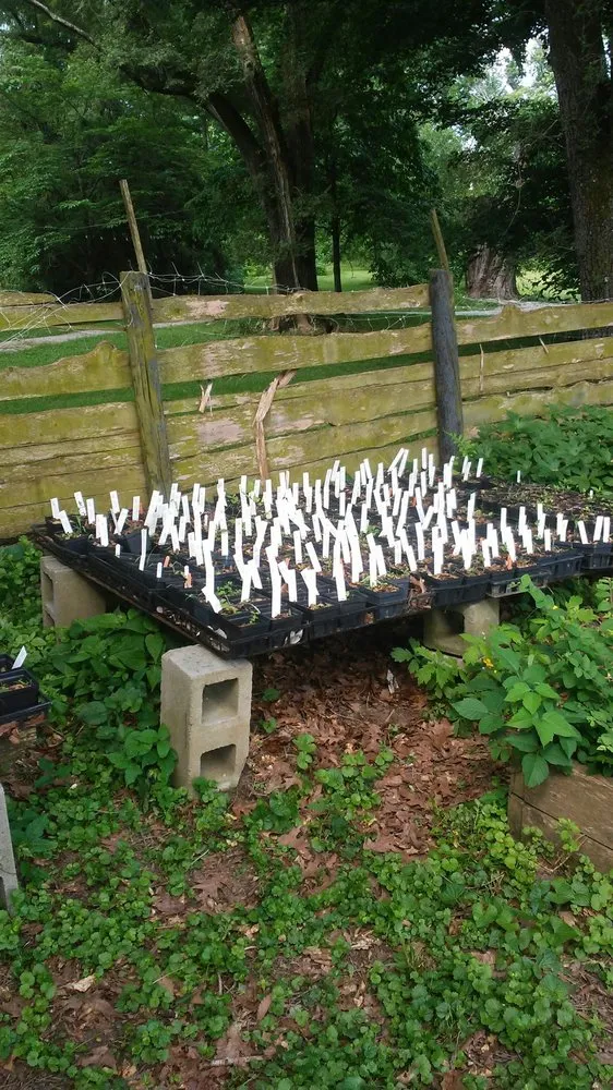 Custom yard cleanup service in Goshen, KY by Dropseed Native Plant Nursery