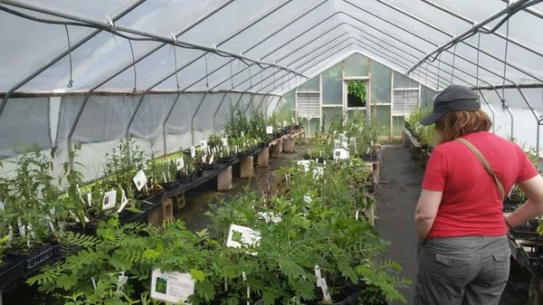 Dropseed Native Plant Nursery Logo