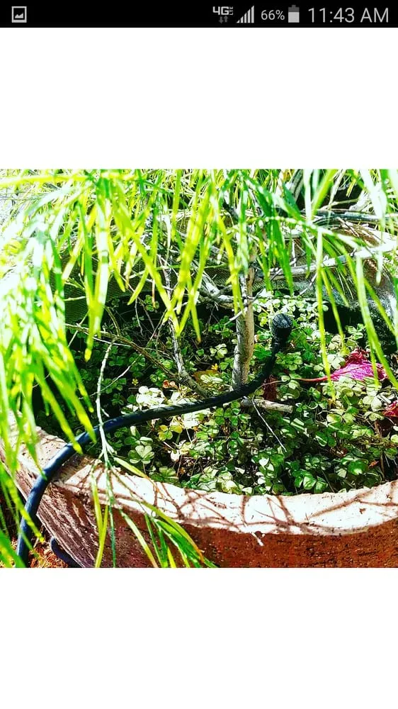 Affordable landscaping services experts serving San Dimas, CA - Drost Landscaping