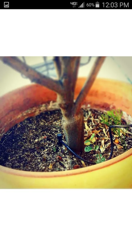 Reliable landscape design for year-round maintenance in San Dimas, CA by Drost Landscaping