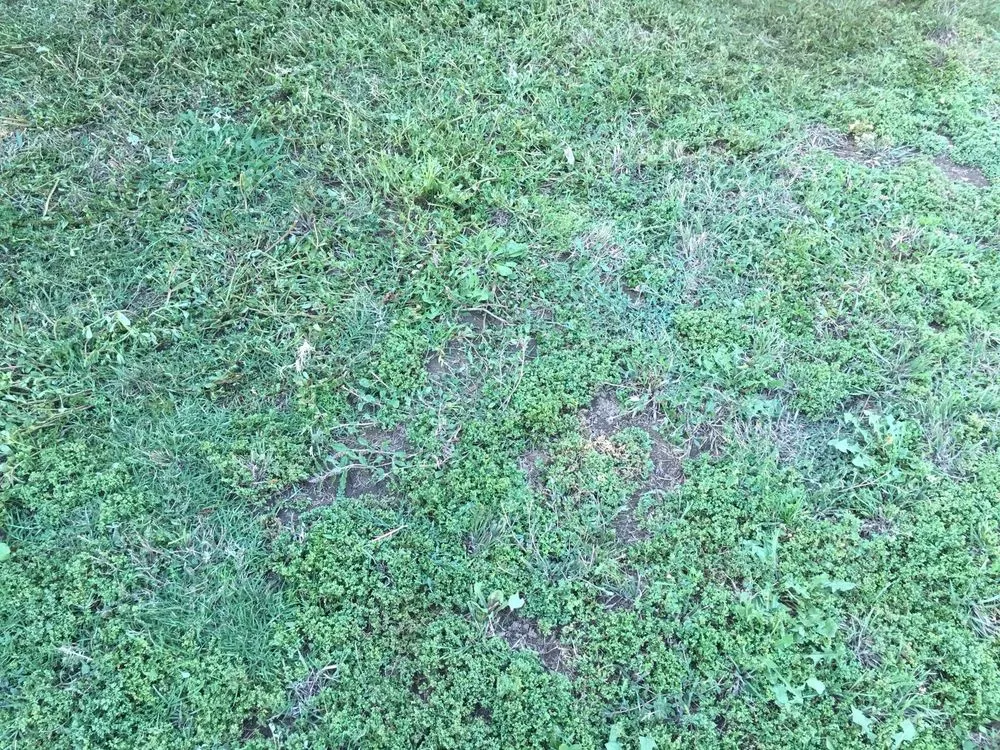 Reliable yard maintenance for homes across San Dimas, CA - Drost Landscaping