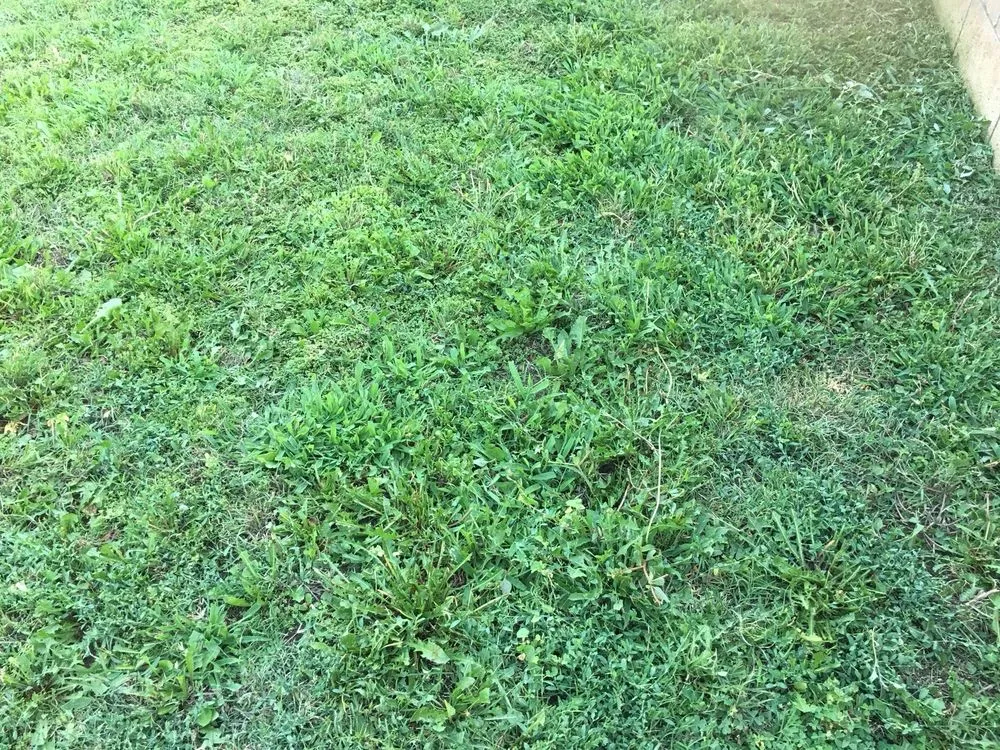 Affordable landscape design experts serving San Dimas, CA - Drost Landscaping