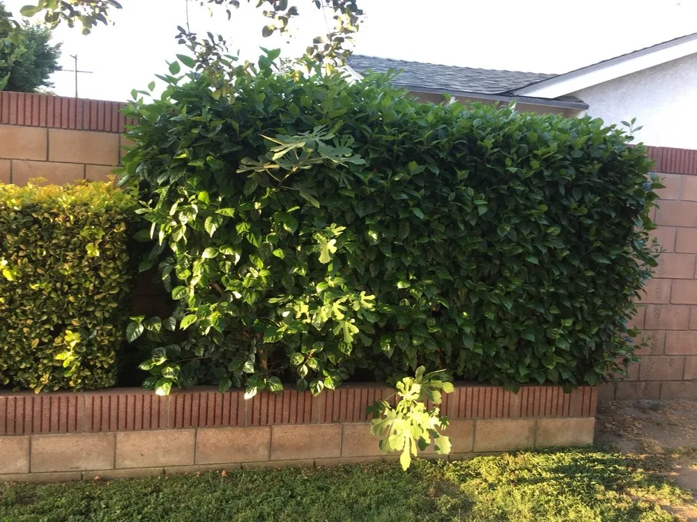 Trusted residential landscaping in San Dimas, CA by Drost Landscaping