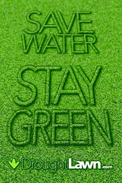 Professional yard cleanup service in Granite Bay, CA - Drought Lawn